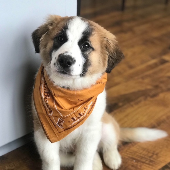 Meet your Posher, Dean - Picture 1 of 1